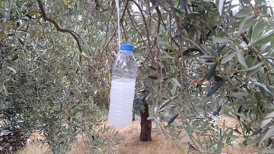 Milas'ta çiftçilere 'zeytin sineği ve halkalı leke' uyarısı