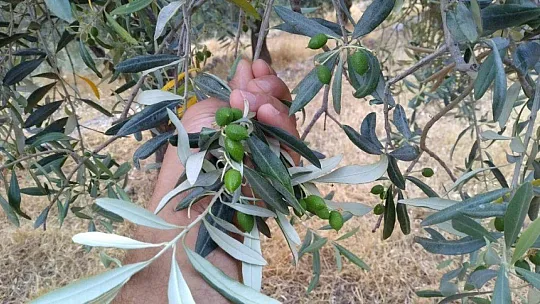 Milas'ta çiftçilere 'zeytin sineği ve halkalı leke' uyarısı