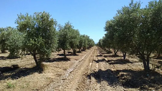 Milas'ta çiftçilere 'zeytin sineği ve halkalı leke' uyarısı