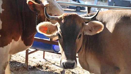 Milas'ta kurbanlık satışları başladı