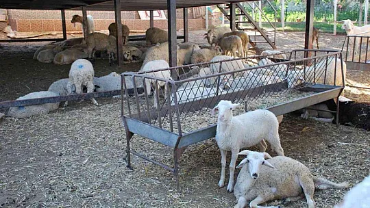 Milas'ta kurbanlık satışları başladı