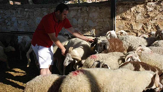 Milas'ta kurbanlık satışları başladı