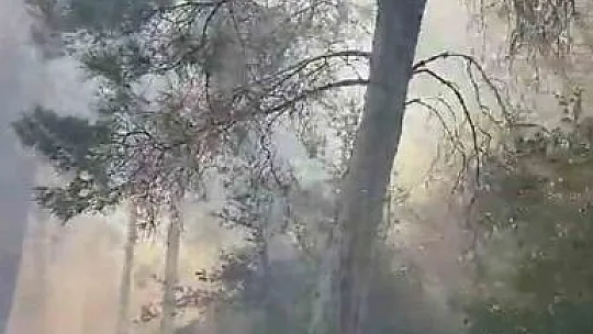 Milas'ta orman yangını