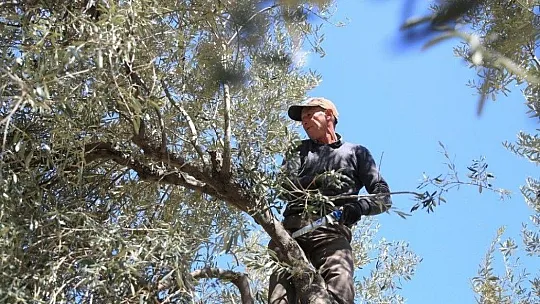Milas'ta zeytin ağaçlarının bakımı yapıldı