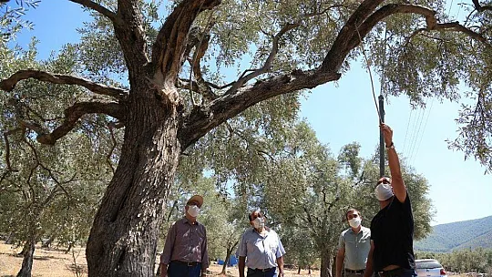 Milas'ta zeytin üreticileri halkalı leke hastalığına karşı bilgilendirildi