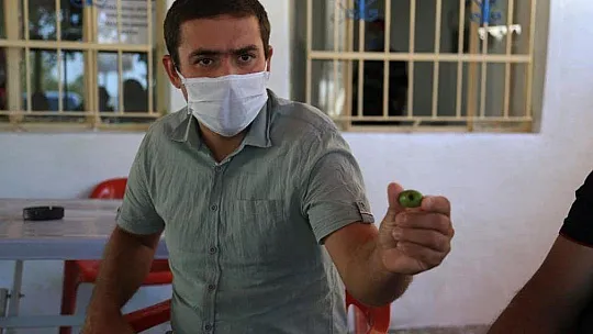 Milas'ta zeytin üreticileri halkalı leke hastalığına karşı bilgilendirildi