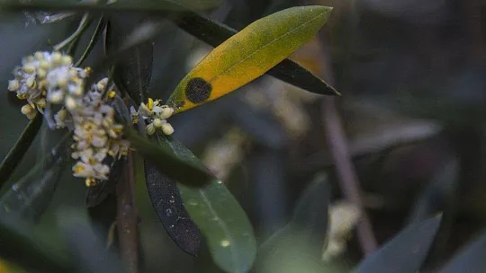 Milas'ta zeytin üreticileri halkalı leke hastalığına karşı bilgilendirildi