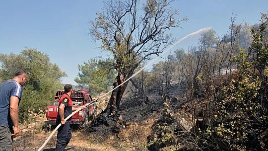Milas'ta zeytinlik arazideki yangın söndürüldü