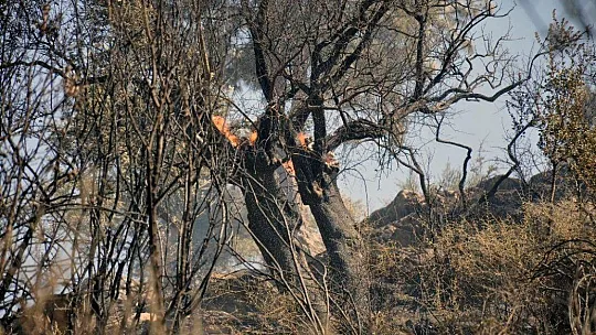 Milas'ta zeytinlik arazideki yangın söndürüldü