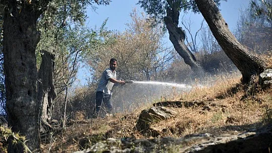 Milas'ta zeytinlik arazideki yangın söndürüldü