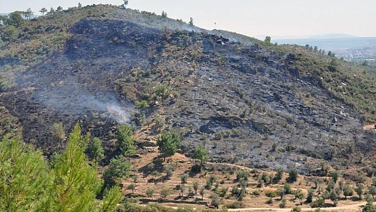 Milas'ta zeytinlik arazideki yangın söndürüldü