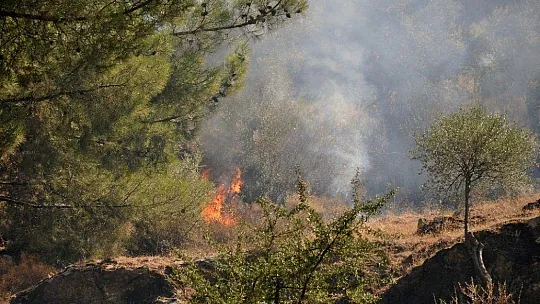 Milas'ta zeytinlik arazideki yangın söndürüldü