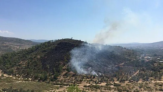 Milas'ta zeytinlik arazideki yangın söndürüldü