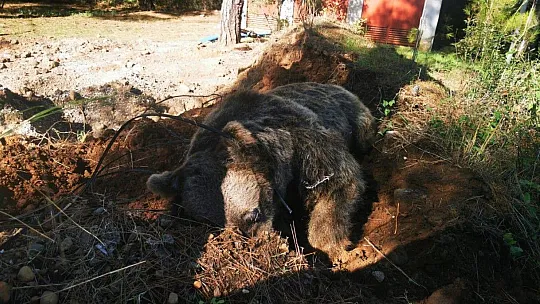 Milli Park yetkilileri ölü ayıyı bulunduğu yerden kaldırdı