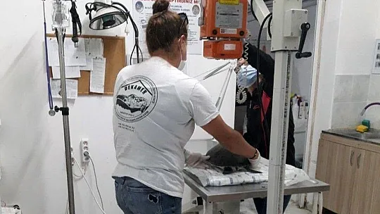 Misina yutan Yeşil Deniz kaplumbağası DEKAMER'e teslim edildi