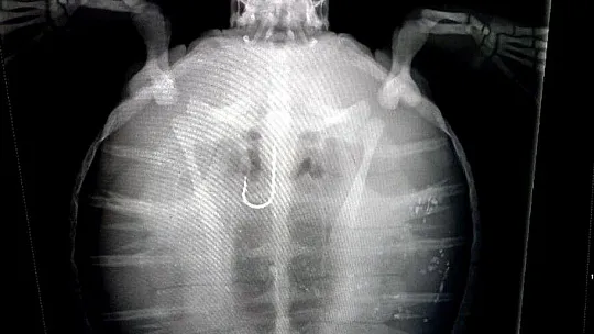 Misina yutan Yeşil Deniz kaplumbağası DEKAMER'e teslim edildi