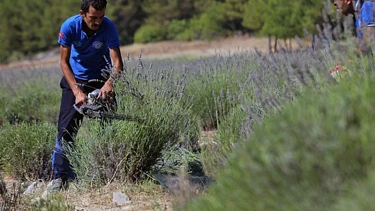 Mor hasat başladı