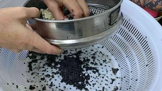 MSKÜ, Mersin Balığından havyar üretiyor