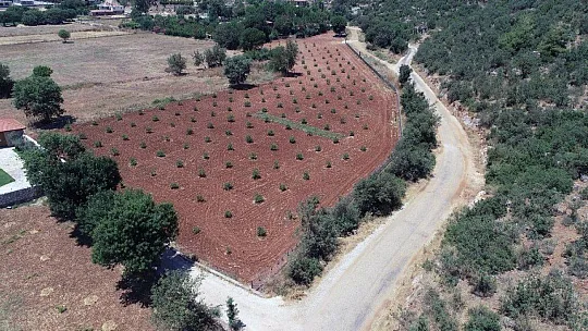 Muğla Büyükşehir Sakız fidanı üretiyor