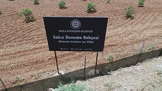 Muğla Büyükşehir Sakız fidanı üretiyor