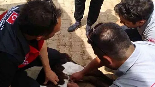 Muğla'da 'Buzağım doğdu' ihbar hattı
