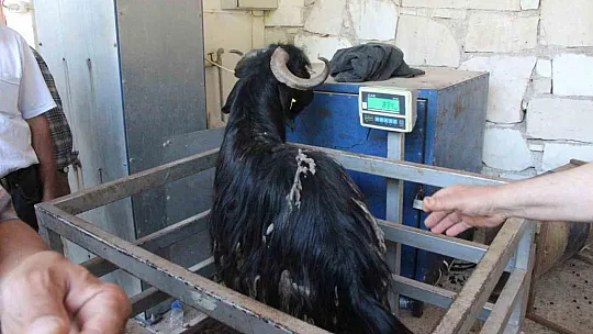 Kurban kesim noktası oluşturuldu