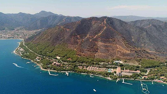 Muğla'da 28 milyon fidan toprakla buluşacak