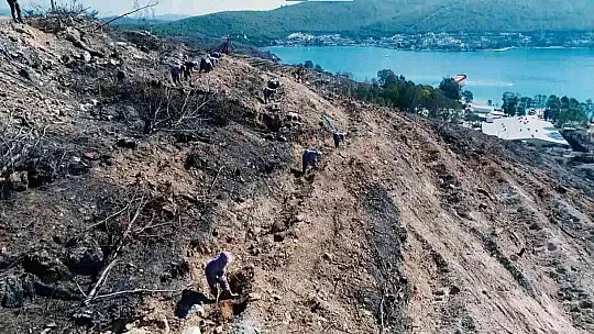 Muğla'da 28 milyon fidan toprakla buluşacak