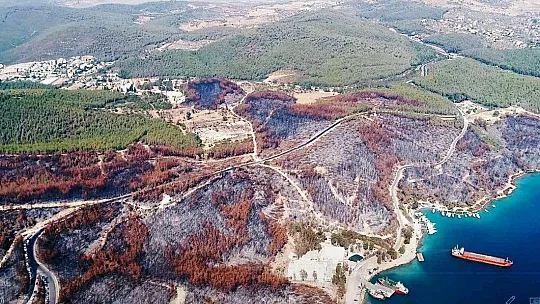 Muğla'da 28 milyon fidan toprakla buluşacak