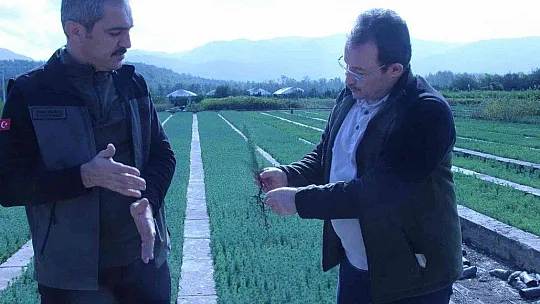 Muğla'da 28 milyon fidan toprakla buluşacak