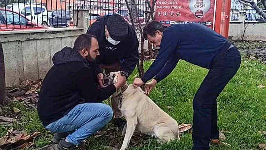 Muğla'da Bin 75 tehlike arz eden köpek ırkı kayıt altına alındı