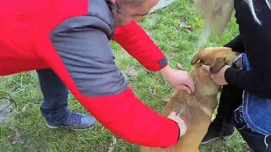 Muğla'da Bin 75 tehlike arz eden köpek ırkı kayıt altına alındı