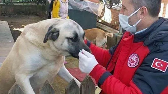 Muğla'da Bin 75 tehlike arz eden köpek ırkı kayıt altına alındı