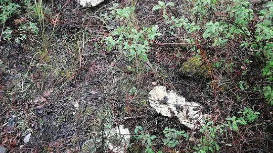 MUĞLA'DA ÇINTAR MEVSİMİ BAŞLADI
