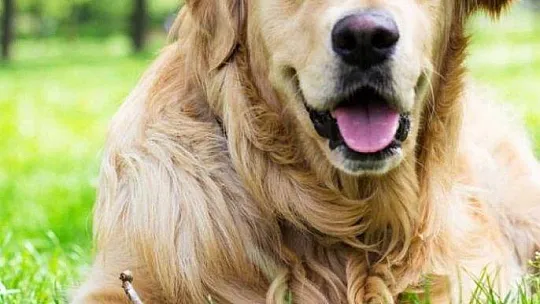 Muğla'da çocuğa köpek saldırısı