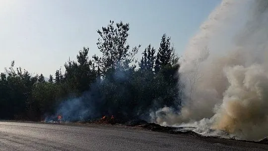 Muğla'da çöplük ve zeytinlik yangınları söndürüldü