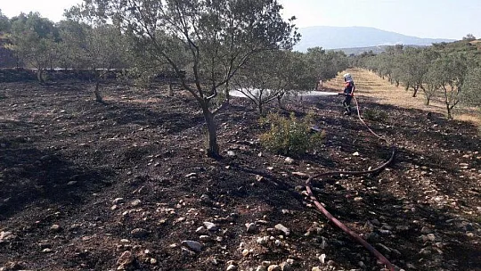 Muğla'da çöplük ve zeytinlik yangınları söndürüldü