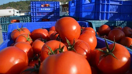 Muğla'da domates üreticisi kotanın kaldırılmasını istiyor