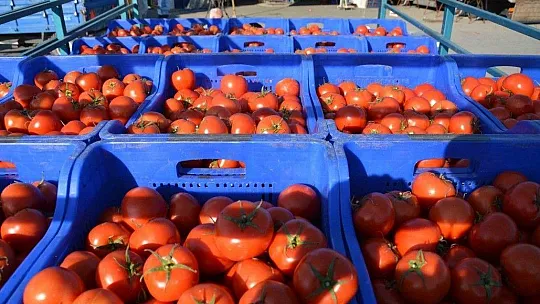 Muğla'da domates üreticisi kotanın kaldırılmasını istiyor