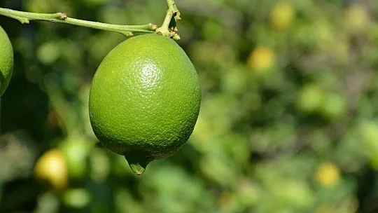Muğla'da limon ihalesi