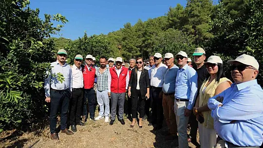 Narenciye bahçelerine 'Sinek' tuzağı