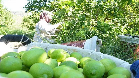 Muğla'da narenciye hasadı başladı