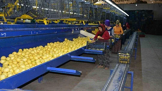 Muğla'da narenciye hasadı başladı