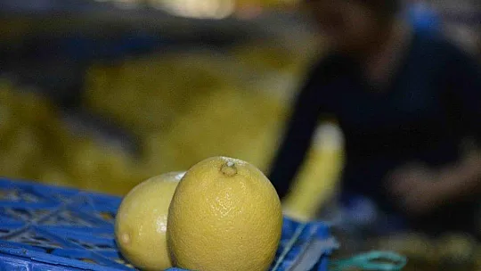 Muğla'da narenciye hasadı başladı