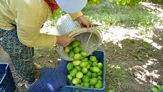 Muğla'da narenciye hasadı başladı
