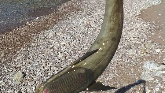 Muğla'da oltaya vantuz balığı takıldı