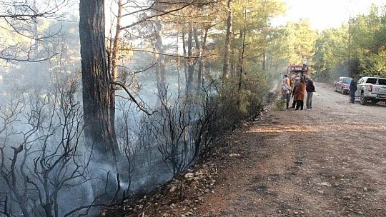 Muğla'da orman yangını