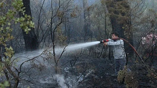 Muğla'da orman yangını