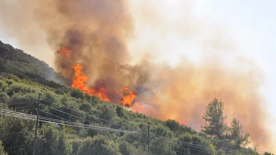 Muğla'da orman yangınları korkutuyor