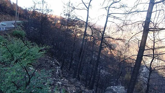 Muğla'da orman yangınları sonrası doğa küllerinden doğuyor